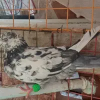 کبوتر پرشی گ م شده