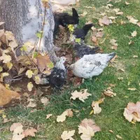 جوجه محلی|حیوانات مزرعه|شیراز, شهرک مهدیه|دیوار