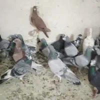 کفتر پلاکی|پرنده|شیراز, سعدیه شمالی|دیوار