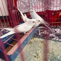 ۲تا مرغ عشق سفیدهلندی چشم قرمز و یک آبی کم رنگ