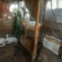 بزدوقلو.نری دوقلو