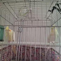 یک عروس هلندی جفت لوتینو