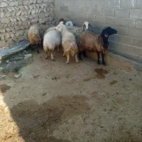 ۸راس میش|حیوانات مزرعه|کوهدشت, |دیوار