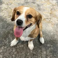 واگذاری سگ خونگی