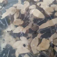 حلزون پرورشی آفریقایی آچاتینا جهت زیبایی پوست|خزنده|اهواز, کوروش|دیوار