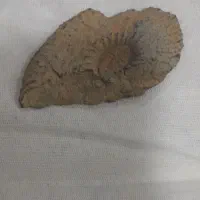 سنگ آمونیت|کلکسیون اشیاء عتیقه|مبارکه, |دیوار