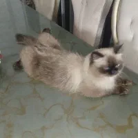 گربه هیمالین|گربه|اردبیل, |دیوار