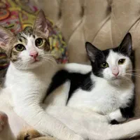 واگذاری بچه گربه