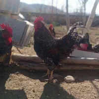 فروش خروس نژاد دار (آمریکایی)