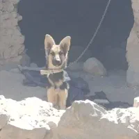 سگ ژرمن شپر