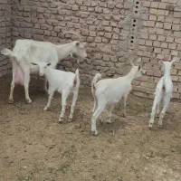 بزخالص شیراسانن