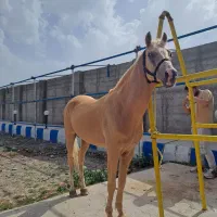 اسب اصیل کرره شاهرنگ|اسب و تجهیزات اسبسواری|سراب, |دیوار