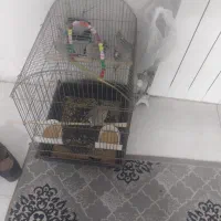 فروش چهارتا عروس هلندی دستی