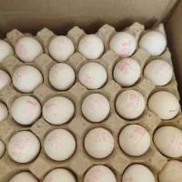 تخم مرغ 10کیلو