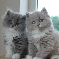 مجموعه اصیل ترین گربه ها(پرشین بریتیش اسکاتیش)|گربه|اهواز, کیانپارس |دیوار