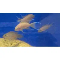 ماهیان تانگانیکا کالووس اسلاتوس|ماهی|قزوین, |دیوار