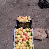 زمین وباغ جاده دندی روستای دوزکندبیش از یک هکتار|فروش زمین و ملک کلنگی|انگوران, |دیوار