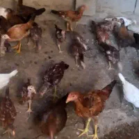 خرید و فروش جوجه محلی