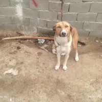 سگ نگهبان|سگ|خرمآباد, |دیوار