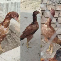 مرغ لاری اصیل