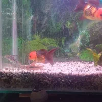 گلدفیش تری کالر|ماهی|شیراز, کوشک میدان|دیوار