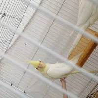 جوجه عروس هلندی دون خور رام جفت مولدتضمینی|پرنده|کرمان, |دیوار