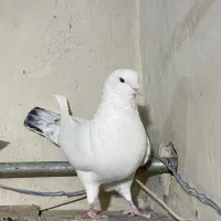 کبوتر کینگ غول وپلاکی