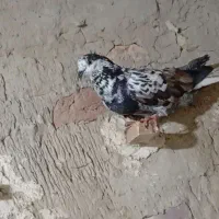 نر سوسکی دم سفید
