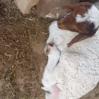 بره(ورک)فروش