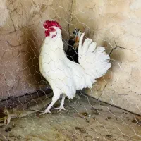 خروس چهل تاج سفید