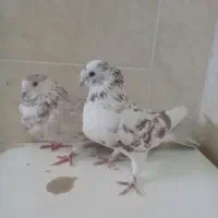 دوتا ماد درجه یک پرشی پیس|پرنده|خمینیشهر, |دیوار