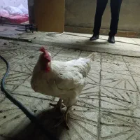 مرغ تخم گذار