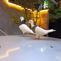 کفتر طوقی