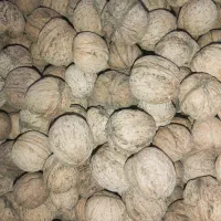 گردو  درجه ۱ ـ محصول امسال