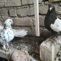 کبوتر یا کفتر نوک ریز|پرنده|ابهر, |دیوار