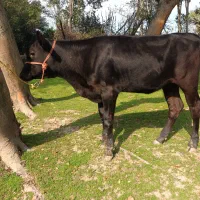 فروش گوساله هلشتاین اصیل(ماده )