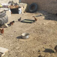 مرغ تمگذار|حیوانات مزرعه|فلاورجان, |دیوار