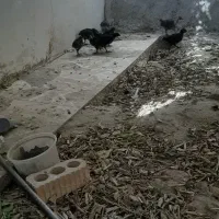 جوجه یکماهه