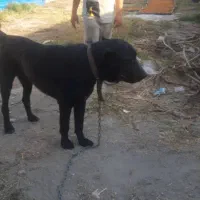 سگ گم شده جاده کلانتری سلیم کندی