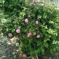 باغ-دربست-اجاره-ای-جاده-بوژان