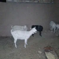 دو بز سانن دوقلو زا ابستن و یه چبش اصل سانن|حیوانات مزرعه|درمیان, |دیوار