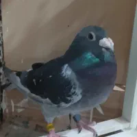 عراق سه سال نشسته