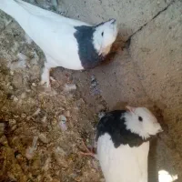 کفتر طوقی دونی 200|پرنده|شیراز, شهرک گلستان|دیوار