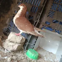 سه عدد کفتر|پرنده|زاهدان, |دیوار