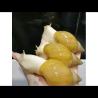 حلزون و تخم حلزون