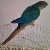 گرینچیک و عروس هلندی|پرنده|ماکو, |دیوار