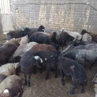 گوسفند میش بز بزغاله
