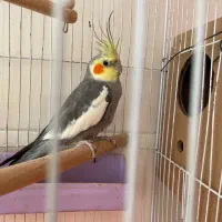 عروس جفت و یک نر|پرنده|اهواز, کیانشهر|دیوار