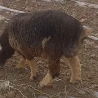 بره.میش.