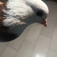 فروش کبوتر حوالی سامان